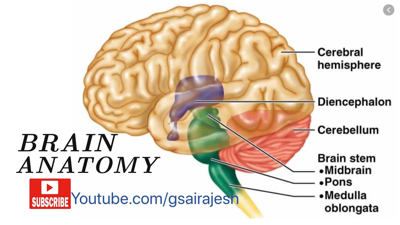 Brain And It’s Parts [ Brain Stem, Diencephalon, Cerebellum & Cerebrum ...