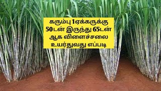 #SugarCaneCultivation 1ஏக்கர் கரும்பு 50 டன் அப்போ இதை செய்தபிறகு ஏக்கருக்கு 65 டன் அமோக விளைச்சல்