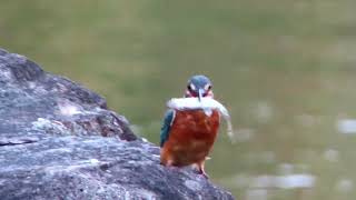 深北緑地の野鳥たち（2024年10月）