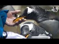 海響館 ジェンツーペンギンのゴハンタイム