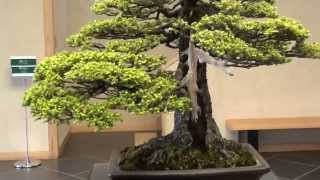 Saitama Oomiya Bonsai Müzesi -Giriş