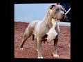 american bully algunas de mis producciones andrades productions