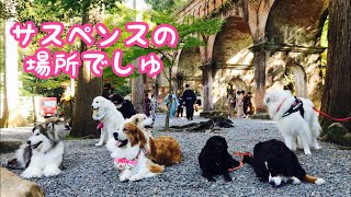 《秋の京都 みんなでお散歩》 グレートピレニーズ ピレバニ greatpyrenees