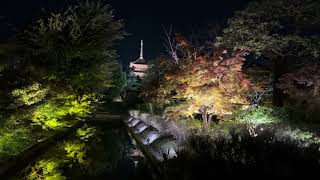 2023/11/15秋季東寺京都紅葉楓葉夜間拜觀Kyoto maple leaf 4 K