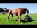 puppy tries to steal food from a picnic wonderful world of puppies bbc earth kids