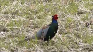 キジ：Phasianus versicolor：「毛呂山の自然」：埼玉県入間郡毛呂山町