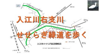 入江川右支川せせらぎ緑道をGoProHERO8で撮る