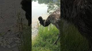 What do emus eat? Everything, Be Careful