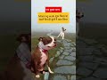 एक दुखद घटना 😂😂 morning walking funny shorts doglover new sad feel