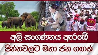 අලි සංගණනය ඇරඹේ. පින්නවලට මහා ජන ගඟක් | Sri Lanka Elephant | Rupavahini News