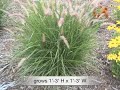 pennisetum orientale oriental fountain grass