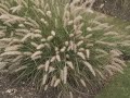 pennisetum orientale oriental fountain grass