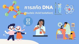 การสกัดดีเอ็นเอ (DNA extraction) จากกล้วย