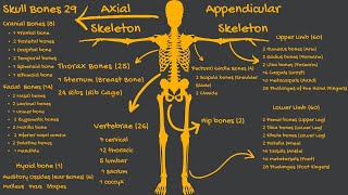 Axial and Appendicular skeleton | All 206 Bones Name | Anatomy | Skeleton System | Hindi