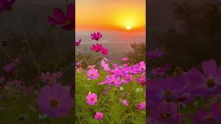 Cosmos flowers with sunrise and sea of clouds at Hana no Station Sera. 花の駅せらのコスモスと雲海と日の出 #shorts