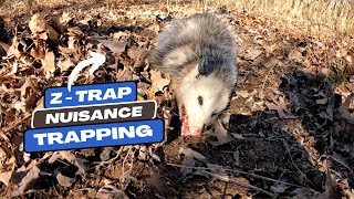 Opossum Caught In A Raccoon Trap - Dog Proof Z Trap