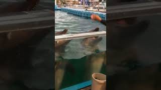 今日の飼育員さんは大当たり🎯沢山見せてくれました✨八景島シーパラダイス🐬水族館🐧イルカ🐬ふれあいラグーン