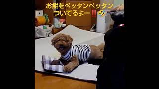 やっちまったなぁ～❗餅つき犬プーたんショートバージョン‼️🤣🤣🤣 #shorts #犬のいる生活 #犬のいる暮らし #dog #トイプードル #といぷ #TikTok #クールポコ #餅つき