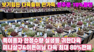 💝판매종료💝특이종 한정수량종 매니아님 실생 까지 귀한 다육이들 총출동 어디서도 볼수 없었던 이쁜아가들 고도비만 다육이 특집 #창 #묵둥이 #희귀종 #특이종 #실생 #다육이