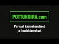 pottukoira on kiskonut rÄhinÄviinaa pottukoira subathon thaimaa