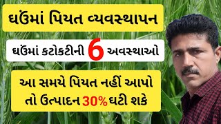 ઘઉંમાં પિયત વ્યવસ્થાપન | કટોકટીની અવસ્થાઓ | ઘઉંની વૈજ્ઞાનિક ખેતી પદ્ધતિ | Haresh Bera