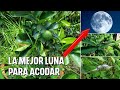 ACODO AÉREO/Árboles enanos en esta LUNA tienes 💯 % de exito