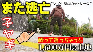 また逃亡！敷地から逃げ出した子ヤギを捕まえろ！