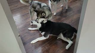 3 CUTE HUSKIES PLAYING #dogsplaying #husky #cutedogs