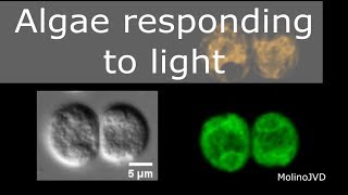 Algae responding to light