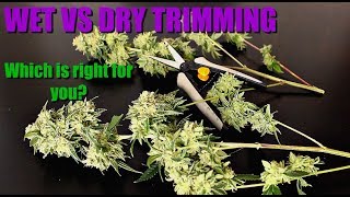 Wet Vs Dry Trimming Part 1: The Trim