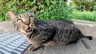 元気な声で鳴くキジトラ猫をモフったら喉をならして喜んでくれた