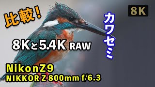 【Nikon Z9 野鳥】カワセミ撮影で比較、8k映像と5.4k映像（RAW）、「NIKKOR Z 800mm f/6.3 VR S」で野鳥撮影、野鳥観察