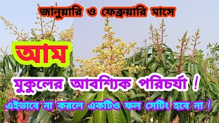 জানুয়ারি ও ফেব্রুয়ারি মাসে আম মুকুলের আবশ্যিক পরিচর্যা🥭Care of mango flowers 🥭PM GREEN WORLD