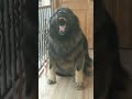 Caucasian Shepherd fierce barking