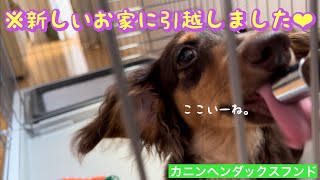 白い可愛い小型犬用ケージに引越しました　【カニンヘンダックスフンド】