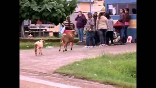 Angry Billy Goat Terrorizes Town