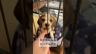 指が気になるビーグル子犬#ビーグル犬  #beagle #SNOOPY #パピー #ビーグル #ビーグル子犬 #スヌーピー