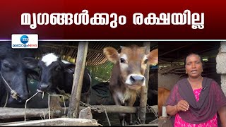 Idukki | ഇടുക്കി ജില്ലയിലെ വിവിധ മൃഗാശുപത്രികളില്‍ ഡോക്ടര്‍മാരുടെ സേവനം ലഭ്യമാകുന്നില്ലെന്ന് പരാതി