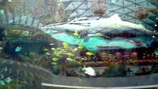 Real shark in the aquarium \