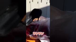 続報！お風呂入ろう、ワンワンの他にケロケロケロって鳴くカラス #動物 #野鳥