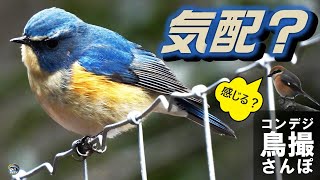 コンデジ鳥撮散歩　ルリビタキの気配？　兵庫県・北播磨