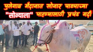 पुसेगावच्या हिंदकेसरी🔥 सोनार पाड्याचा मोठा सोन्या🔥/pusegaon bail sharyat 2022