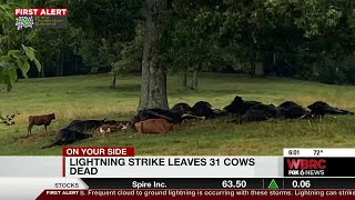 31 cows struck, killed by lightning in Cullman County