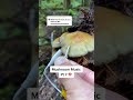 Modern Biology - Mushroom Music Pt 7 🍄✨🍄 myco transmissions #music #plants #shorts #synth #mushroom