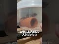 どんこが今日、亡くなりました 2022 08 11 今までありがとう どんこ 飼育 お別れ ありがとう 川魚