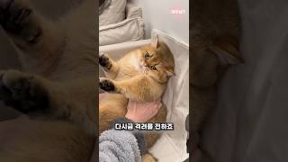 끊임없이 도전하는 뾰로통한 냥이