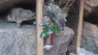 ちびっ子ケープハイラックスのお食事風景 2017/09/27　天王寺動物園のケープハイラックス