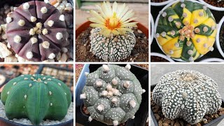 15 fascinantes variedades Astrophytum Asterias identificados.