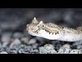 क्या इच्छाधारी नागिन होते हैं। myths about snakes by samajic science