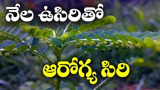 కాలేయ, చర్మ సమస్యలకు అద్భుత ఔషధం - నేల ఉసిరి || Nela Usiri - Health Benefits || Natural Health